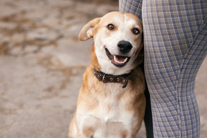 女性の脚に寄り添っている犬