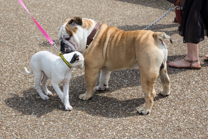 挨拶をする2匹の犬