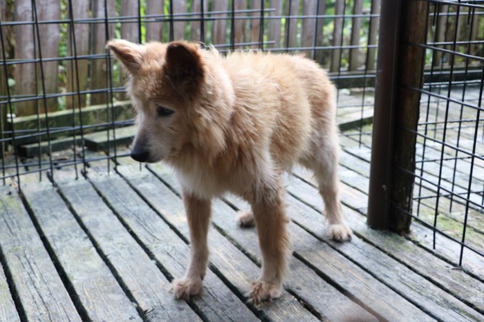 柵の中を歩く犬