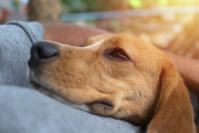 飼い主の体に密着する犬