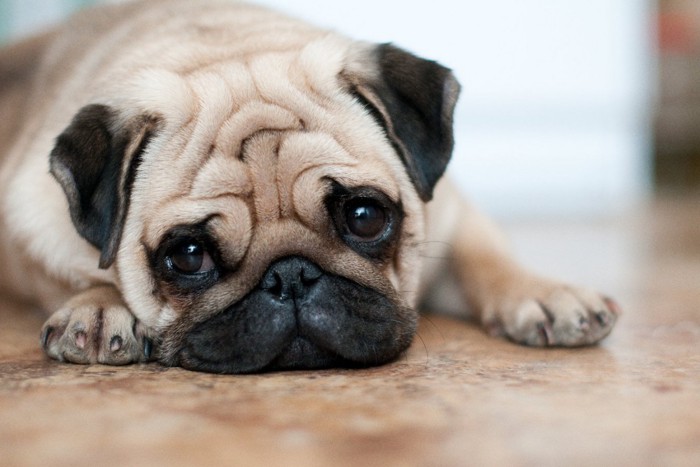 悲しそうな顔の犬