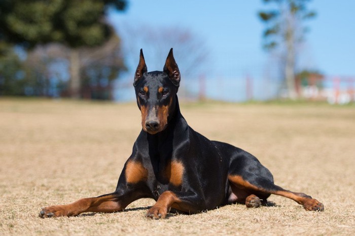 犬のドーベルマンの性格と特徴、歴史やしつけ方法まで | わんちゃんホンポ