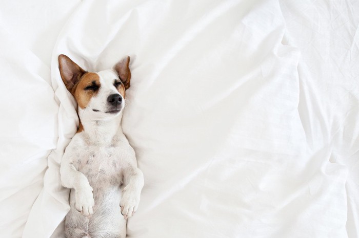 布団の上で仰向けの犬