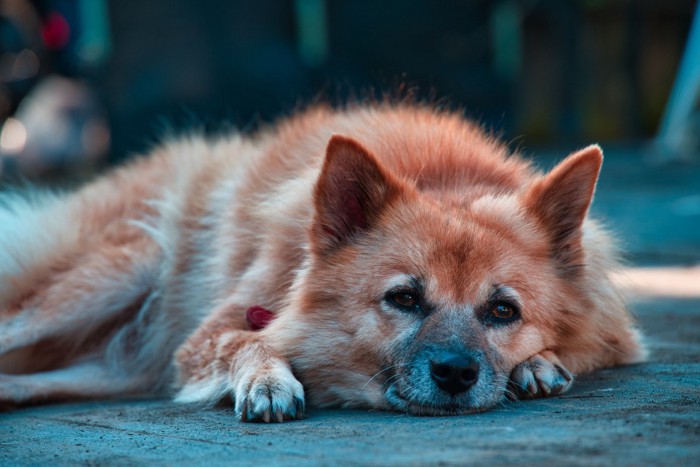 雑種犬