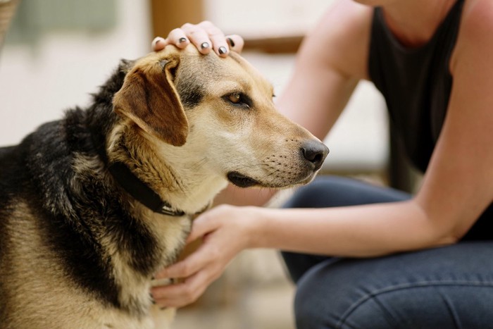 低い姿勢で手のひら全体で犬を撫でる飼い主