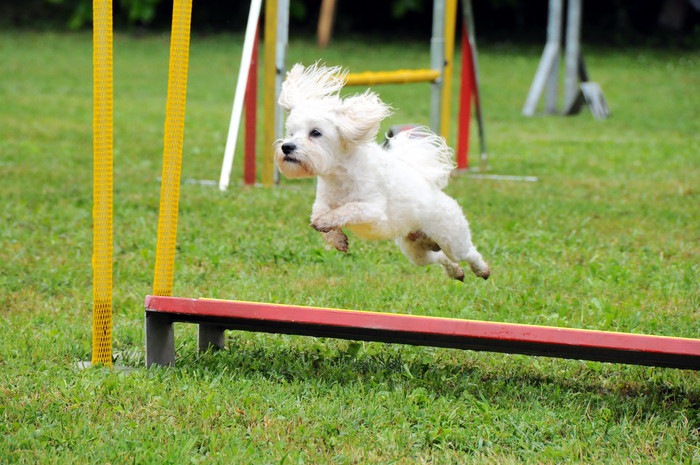 犬が障害物をジャンプしている