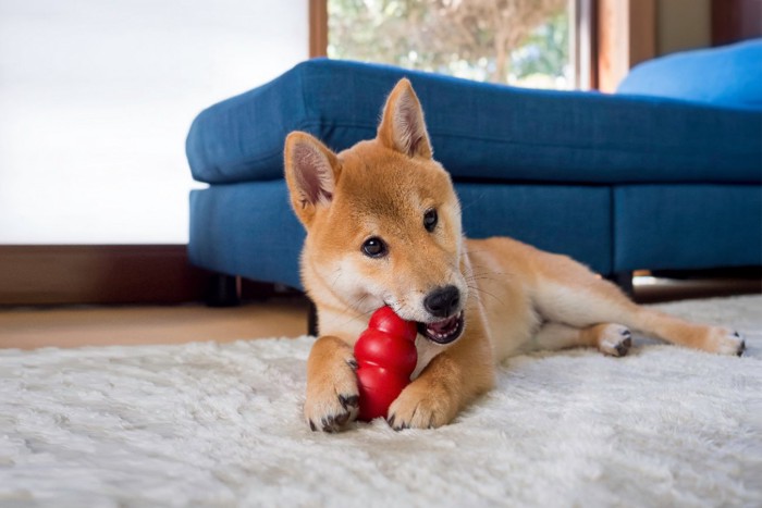 ボールで遊ぶ柴犬