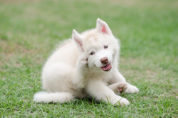 後ろ足で掻くハスキーの子犬