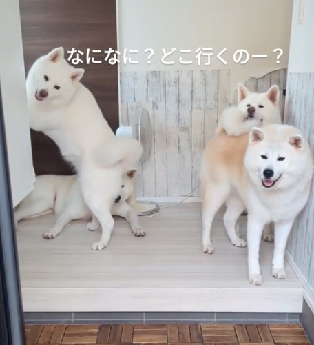 4頭の白い秋田犬