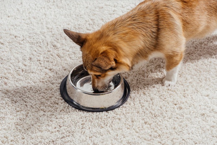 水の容器に口と鼻をつける犬