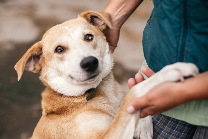 人に甘える犬