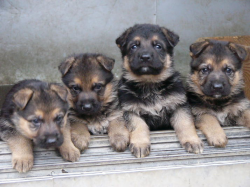 4匹の子犬