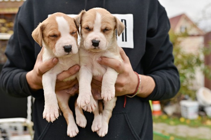 抱っこされる2匹の子犬