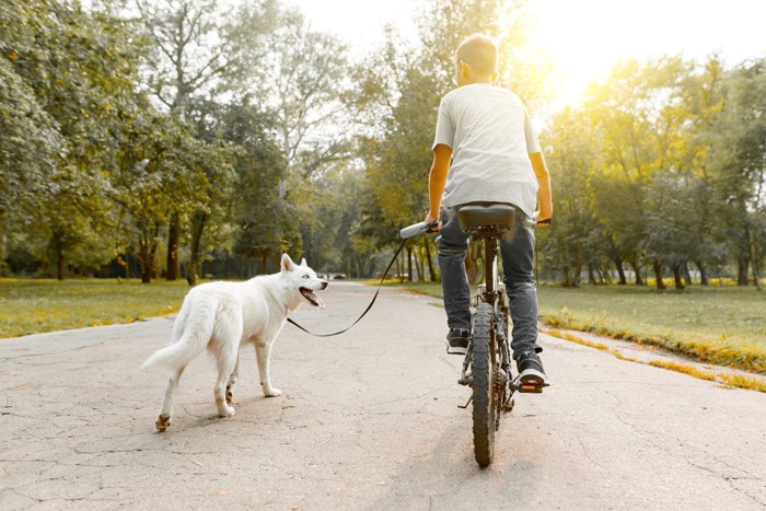 自転車で散歩している犬