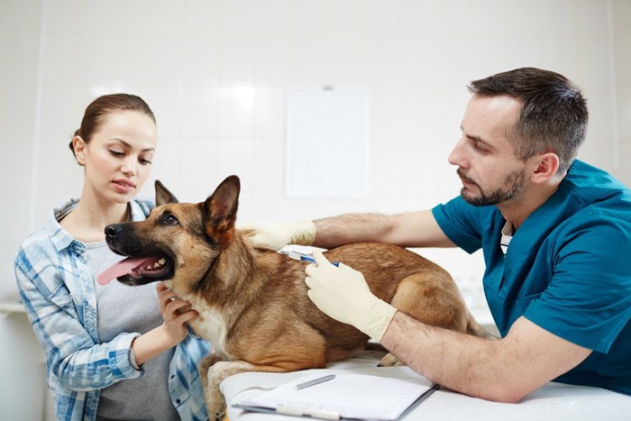 ワクチン接種を受ける犬