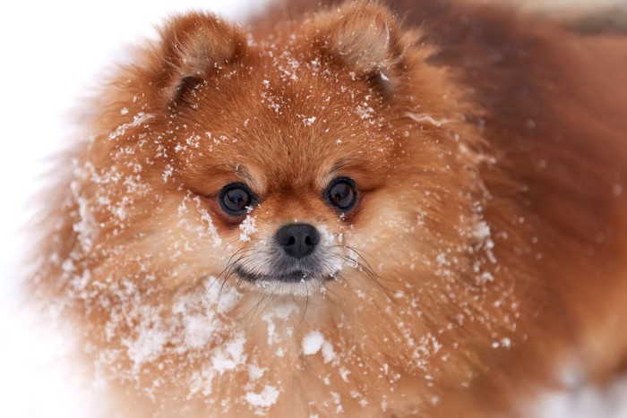 顔回りに雪をつけたポメラニアン