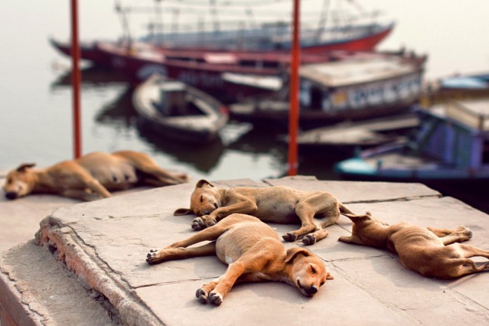 川縁で寝ている犬たち