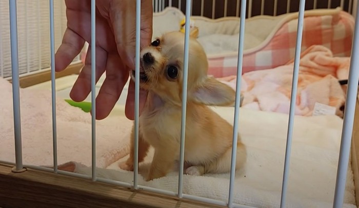 手を噛む子犬