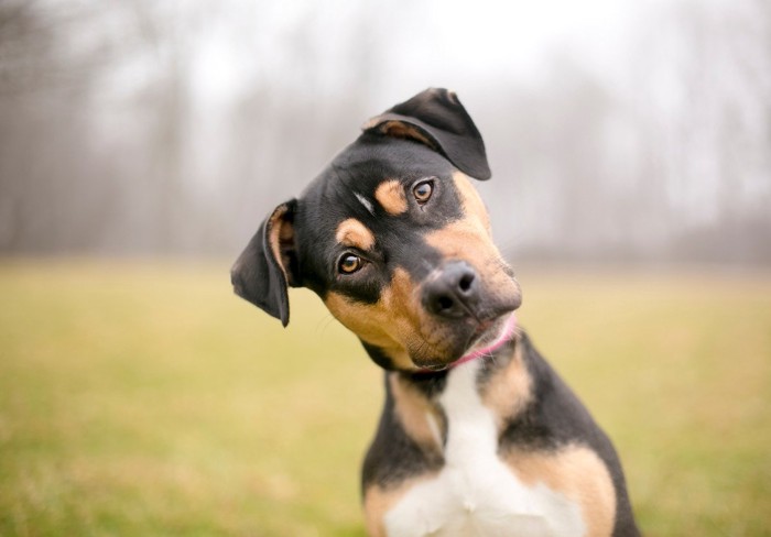 首をかしげる垂れ耳の犬