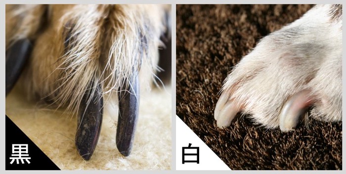黒い爪と白い爪の比較