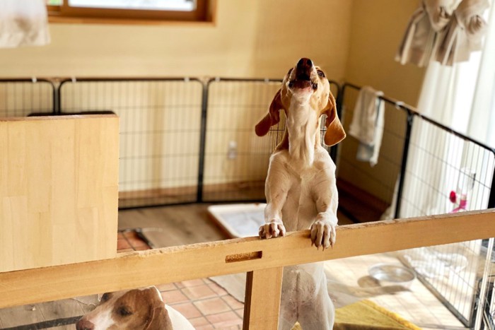 ケージの中で遠吠えする犬