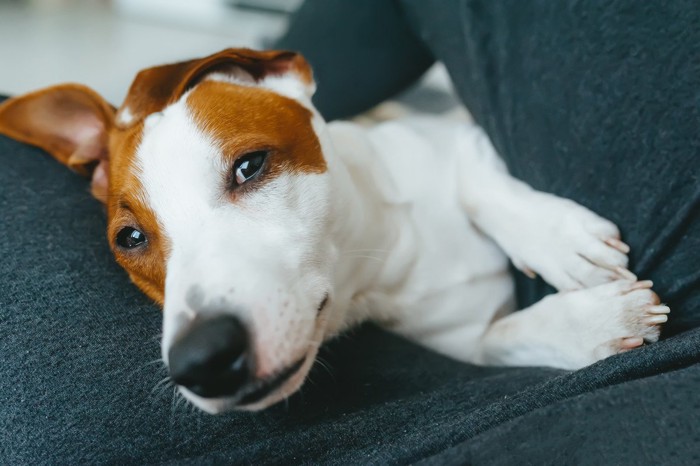 飼い主に抱かれて目を細める犬