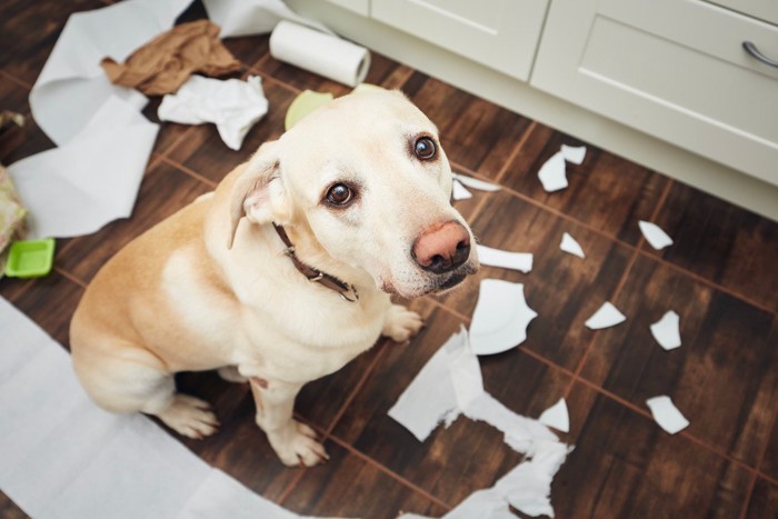 紙を破いていた後の犬 