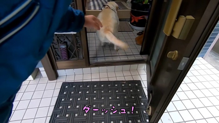 ダッシュする大型犬