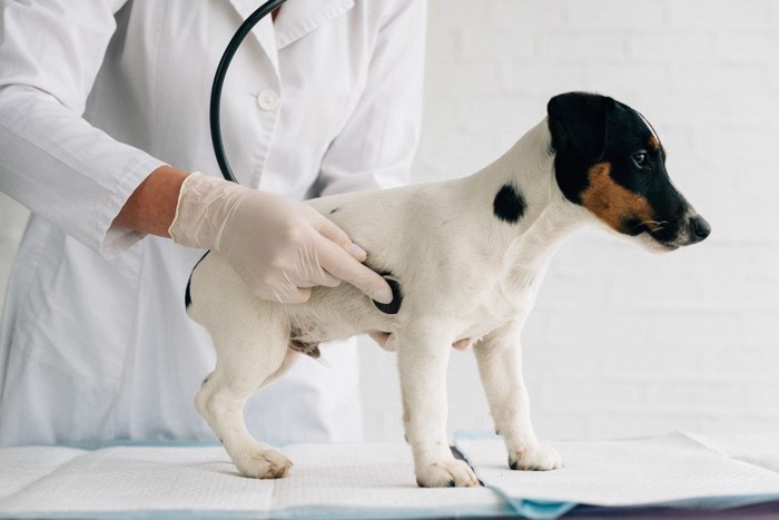 お腹に聴診器を当てられている犬