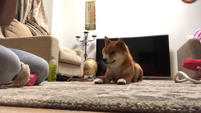 小さく頭を下げる犬