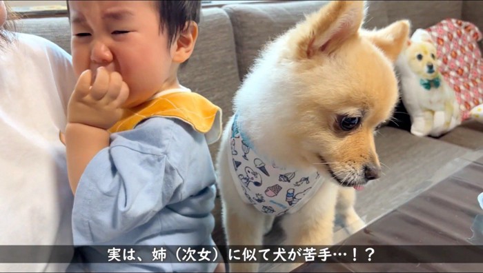 泣く赤ちゃんと、赤ちゃんから目を背ける犬