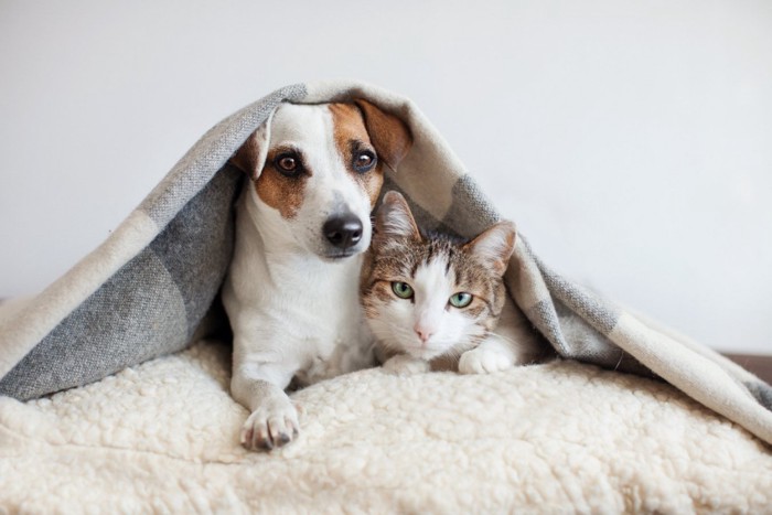 毛布の下で寄り添う犬と猫