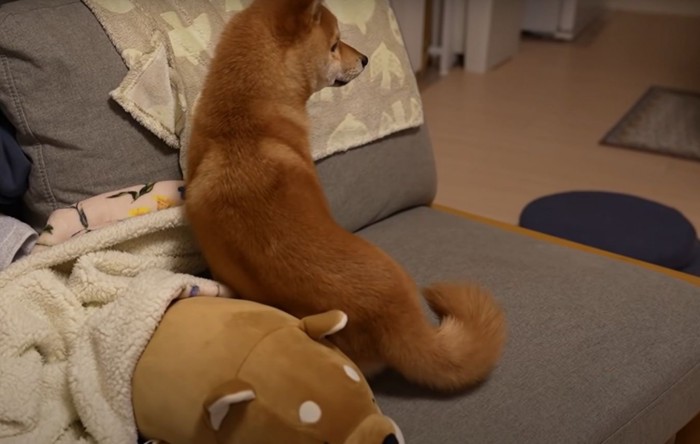 部屋の奥を見る犬