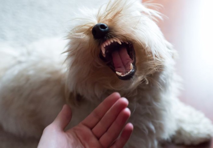 苦手な事をされそうな犬