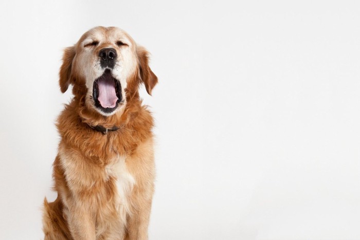 あくびをしている犬