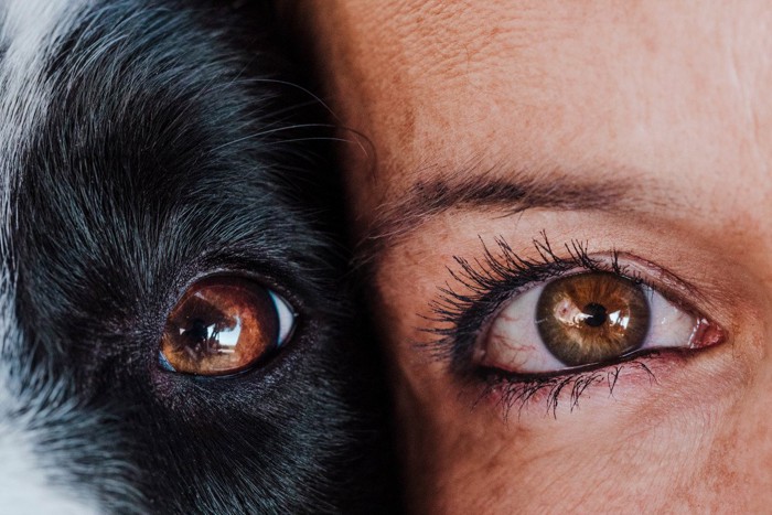 犬の目と人の目