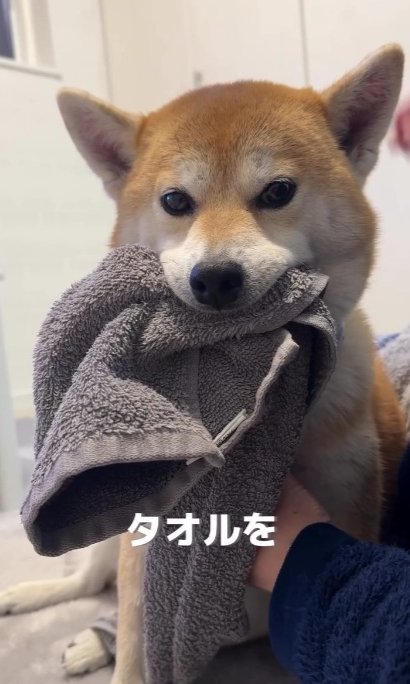 柴犬