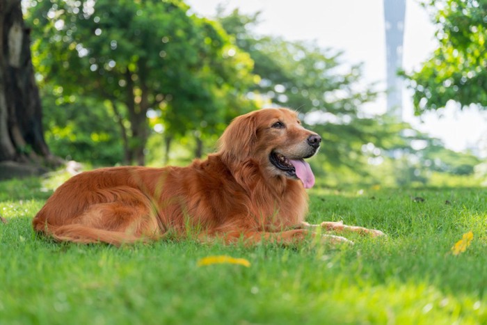 草むらに座り込む犬