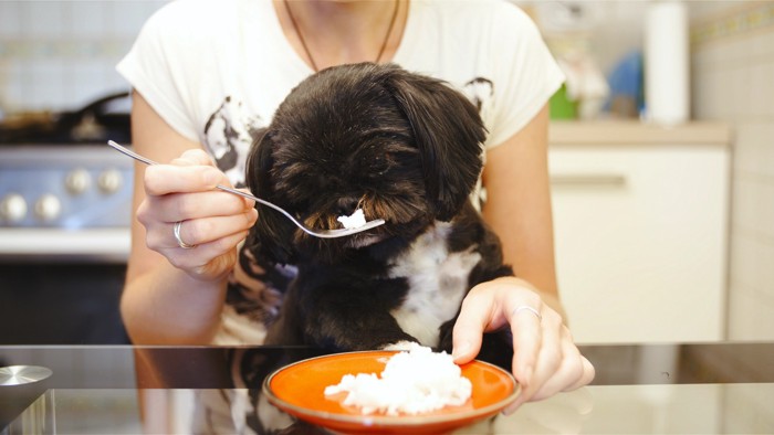 ご飯を食べている犬