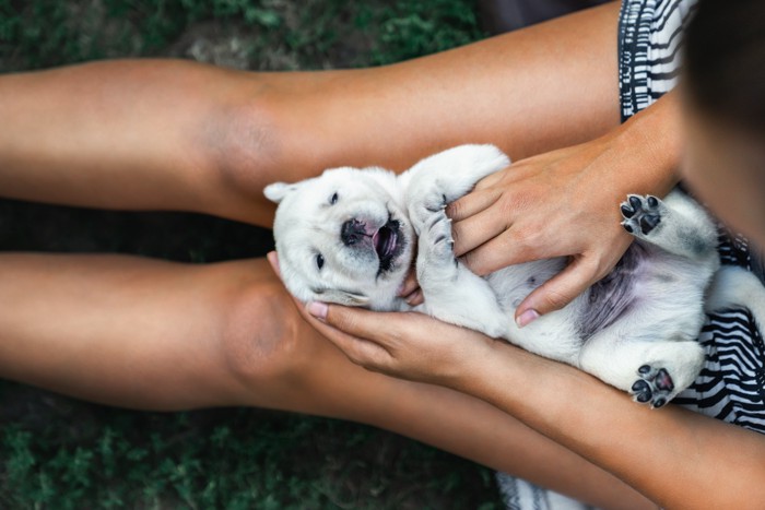 マッサージ中の子犬