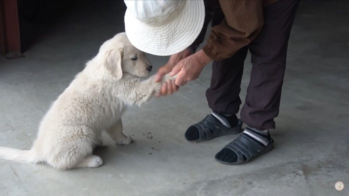 メイちゃんのお手2