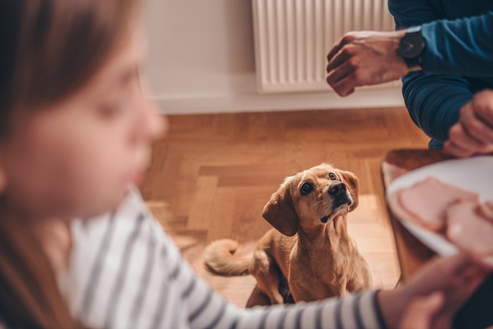 食べものを分けてもらっている犬