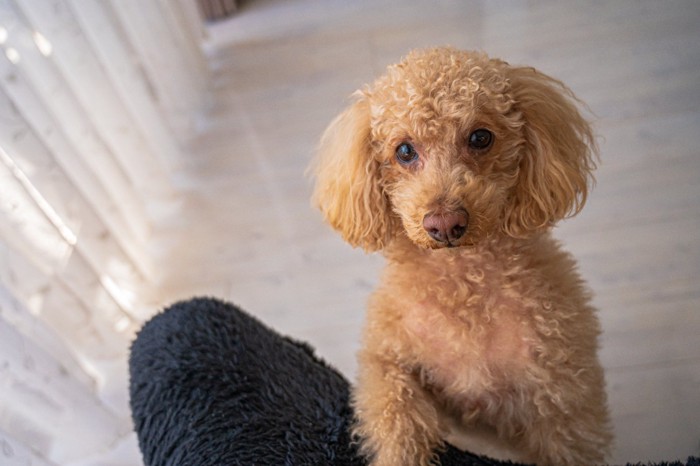 かまってアピールする犬