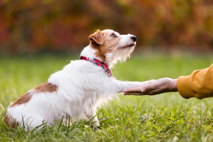 お手をする犬