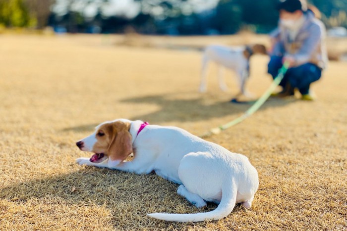 歩いてくれない犬