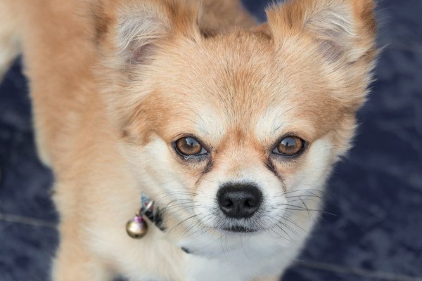 犬の涙やけとは