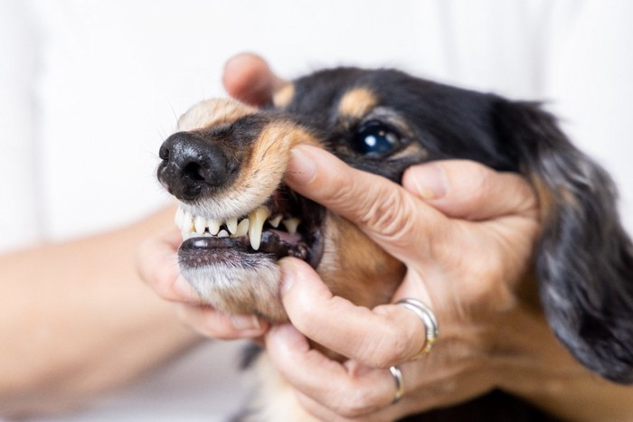 口を開けられる犬