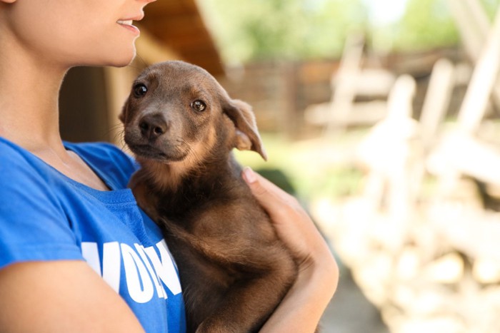 ボランティアに抱かれている子犬