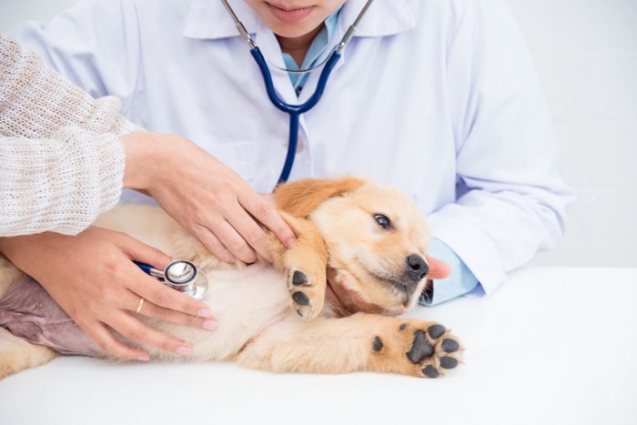 聴診器をあてられる子犬