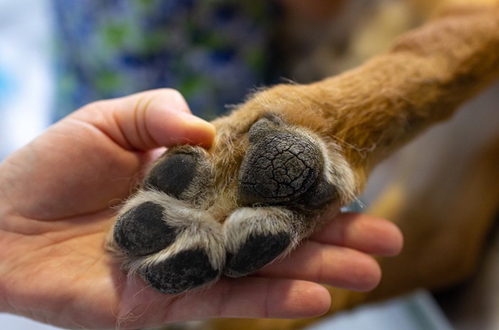 ひび割れている犬の肉球